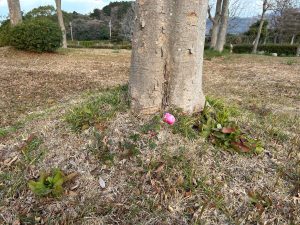 寒空のした咲くバラ①