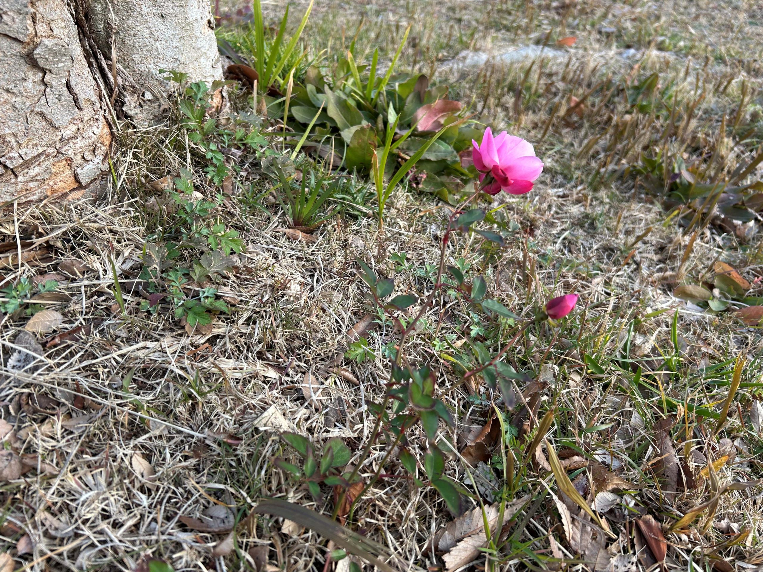 寒空の下咲くバラ②
